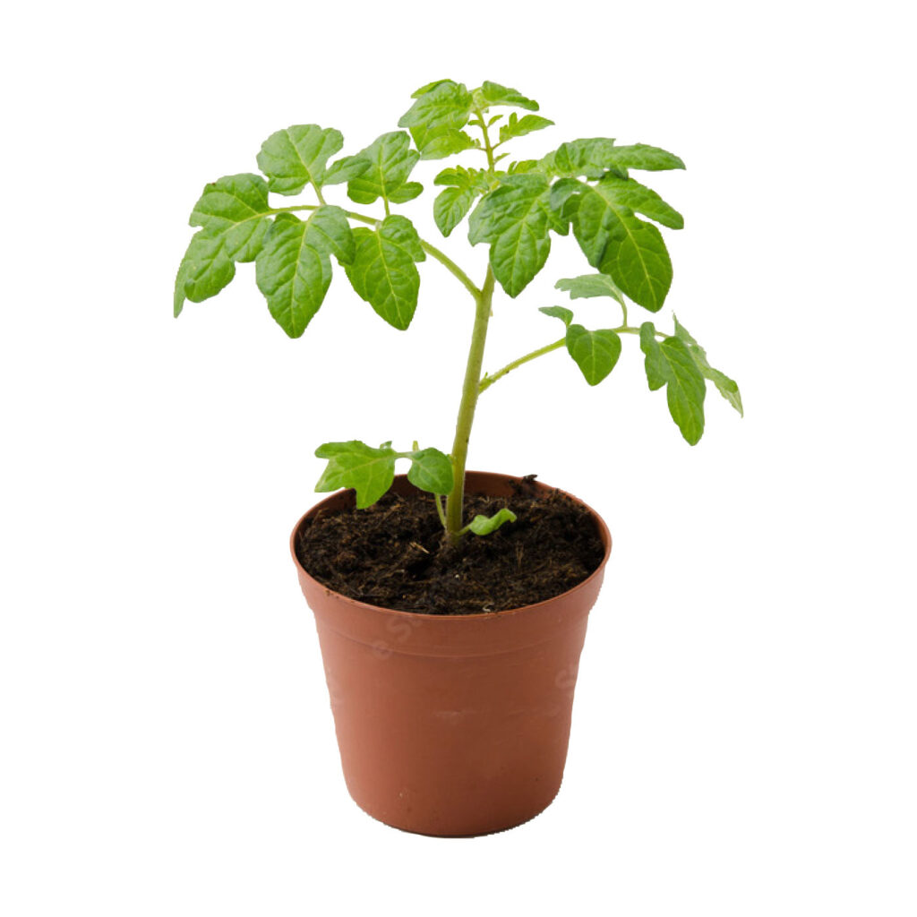 Tomate
