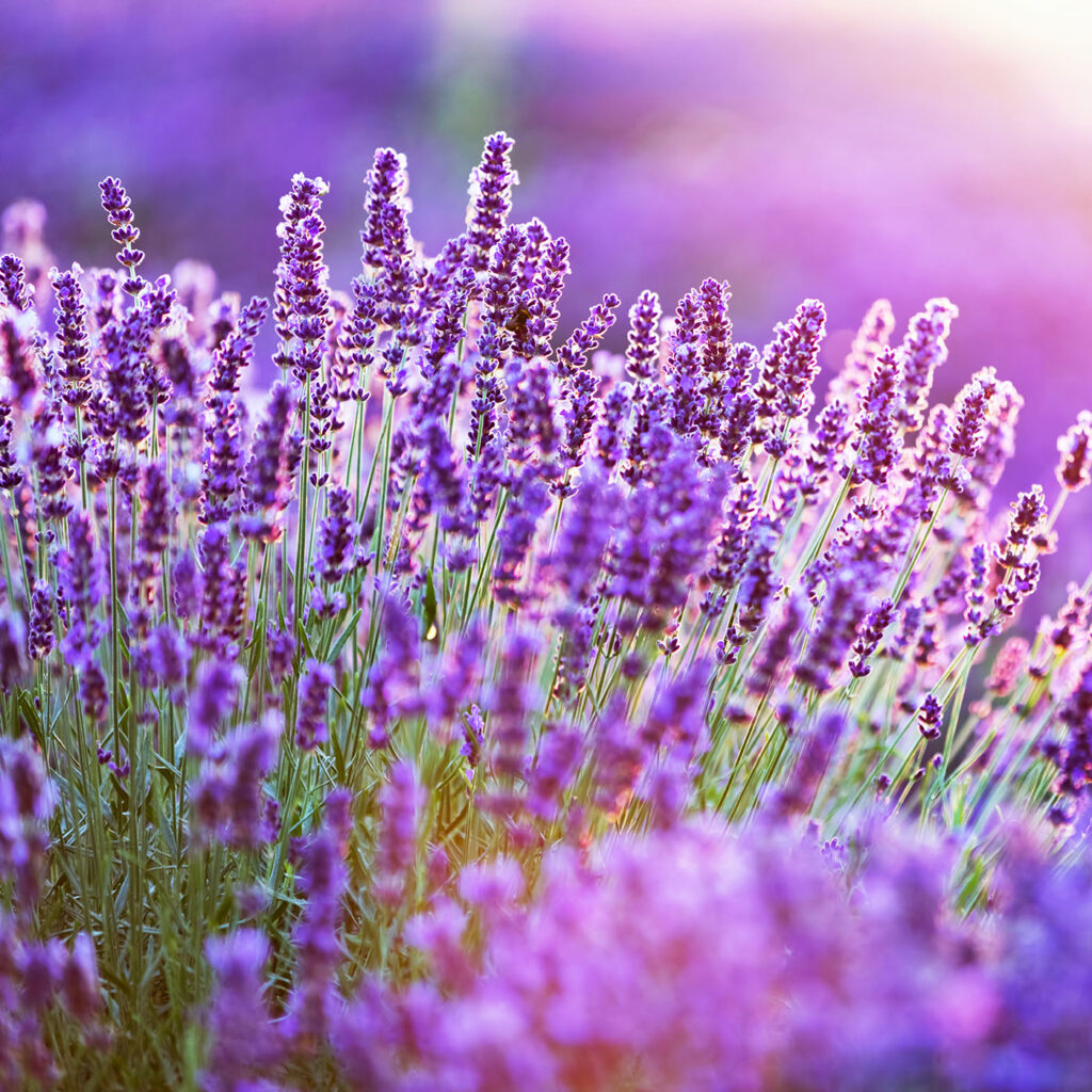 Lavender flower field at sunset. Warm sunlight