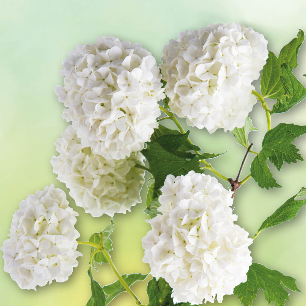 Rispenhortensie