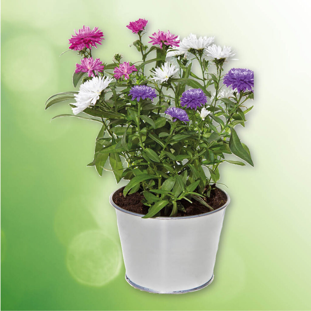 Aster