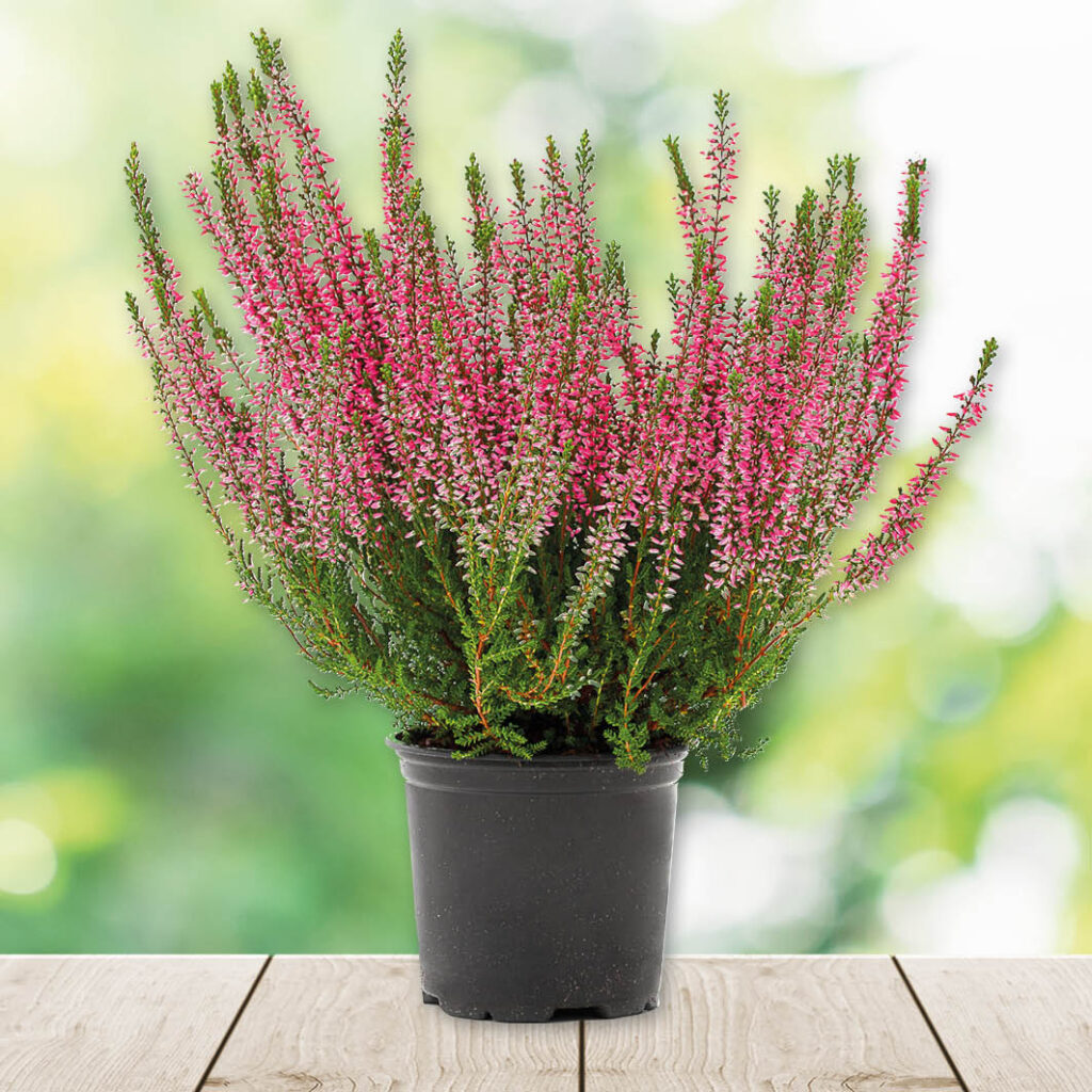 Calluna