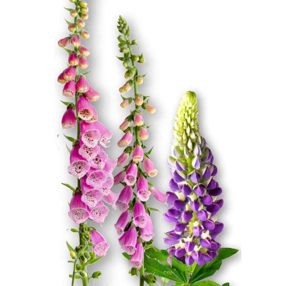 Blumen