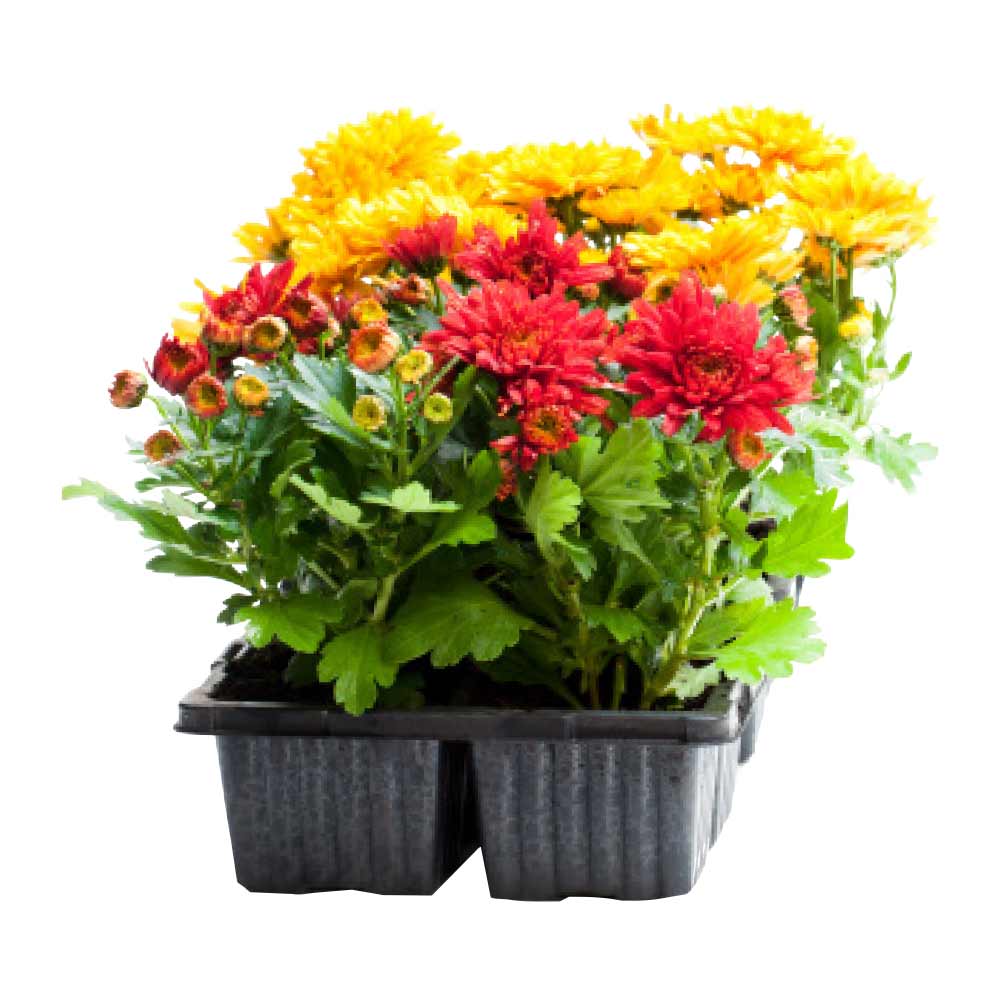 Blumen